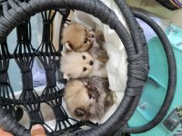 45 günlük pomeranian boo