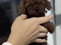 Toy Poodle Sağlıklı