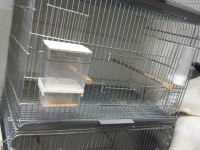 Yeni şov jumbo muhabbet kuşlar 3-4 aylıklar