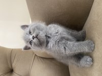 Yavru 45 günlük british shorthair kediler