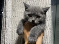 Bebis kedilerim ailelerini bekliyor