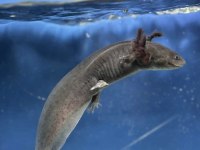 16-17 Cm Civarı Axolotl