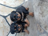 Erkek dişi rottweiler yavrular