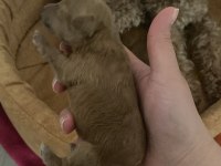 1 haftalık poodle bebekler
