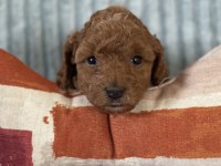 Eşsiz Güzellikte Toy Poodle Yavrumuz