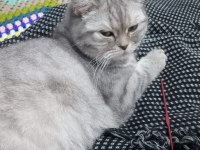 1 YAŞINDA KEDİMİZ AYA İÇİN YENİ YUVA ARIYOR