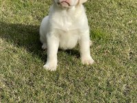 Safkan Labrador Retriever Yavruları
