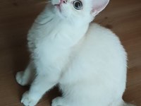 Safkan British Shorthair