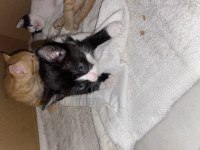 YAVRU SMOKİN KEDİ YUVA ARIYOR