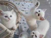 BRİTİSH LONGHAİR LYNX POİNT YAVRULAR