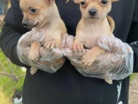 Chihuahua mini severlere