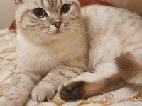British shorthair kızım