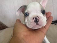 Mükemmel french bulldog yavrular hazır