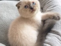 Scottish Fold Yavrularımız