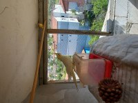 Dişi ve erkek sultan papağanları