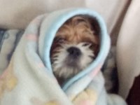 Sevimli bir dost shih tzu