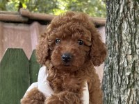 Nadir Güzellikte Poodle Yavrular