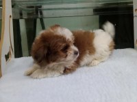 Morkie köpeğimiz