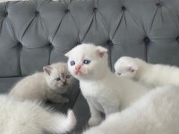 Scottish fold erkek kardeşler