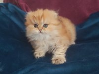 British longhair golden dişi
