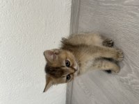British shorthair black golden
