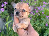 Antalya chihuahua