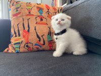 Efsane güzellikte şecereli babadan scottish fold bebekler