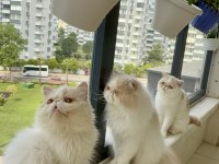 KEDİMİZ İÇİN AÇIKLAMA OKUYUN VE LÜTFEN ARAYARAK BİLGİ ALIN