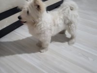 En güzel morkie