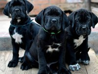 Izin belgeli üretim çiftliğinden cane corso kapıda öde