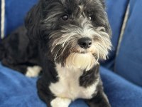 Ücretsiz sahiplenme morkie 1,5 yaşında
