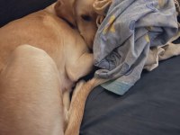 4 yaşında Dişi Labrador Köpeği