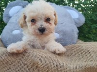 F1 SÜPER KALİTE MALTİPOO DİŞİ