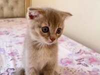 Dişi Ve Erkek Scottish Fold Yavrumuz