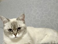 1 yaşında kısır dişi exotic shorthair