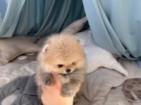 Pomeranian Bebekler Hazır