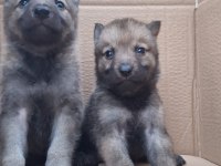 ANNE BABA SECERELİ ERKEK VE DİŞİ WOLFDOG YAVRULARIM