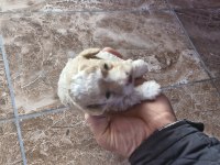 Toy poodle 2 aylık