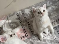 SLİVER YAVRU KEDİMİZ