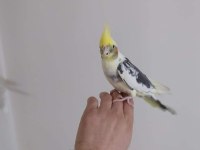Sultan papağanımız full evcil