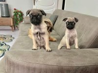 Pug mops dişi erkek mevcut 2 aylik her ile gönderim