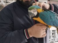 4 Aylık El Besleme Bebek Macaw İsteyenler Kaçırmayın