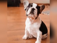 ŞCRLİ ANNE VE BABANIN EFSANE KALİTE FRENCH BULLDOG YAVRULARI