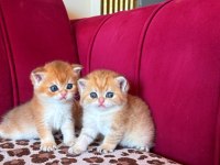 SAFKAN BRİTİSH SHORTHAİR GOLDEN BEBEKLER