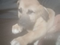 Orijinal kangal yavrusu şirin küçük