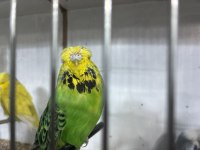 Sezona hazır damızlık show jumbo kuşlar