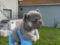 EGZOTİK RENK FRANSIZ BULLDOG YAVRULAR