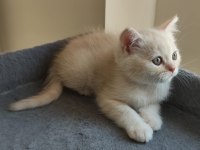 Yavru cins british shorthair uygun puanlı