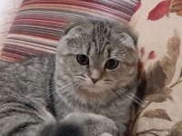 Scottish fold kızımız
