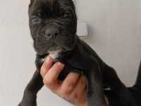 İri kafa cane corso köpekler